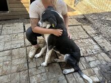 LADI, Hund, Mischlingshund in Nümbrecht - Bild 2