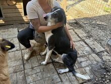 LADI, Hund, Mischlingshund in Nümbrecht - Bild 3