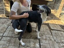 LADI, Hund, Mischlingshund in Nümbrecht - Bild 4