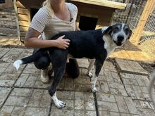 LADI, Hund, Mischlingshund in Nümbrecht - Bild 5