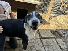 LADI, Hund, Mischlingshund in Nümbrecht - Bild 6