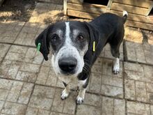 LADI, Hund, Mischlingshund in Nümbrecht - Bild 7