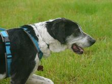 LADI, Hund, Mischlingshund in Nümbrecht - Bild 8