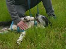 LADI, Hund, Mischlingshund in Nümbrecht - Bild 9