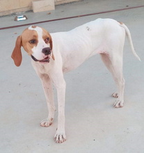 XUSA, Hund, Pointer-Mix in Spanien - Bild 1