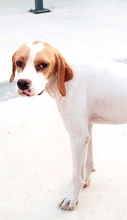 XUSA, Hund, Pointer-Mix in Spanien - Bild 14