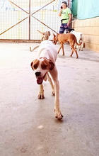 XUSA, Hund, Pointer-Mix in Spanien - Bild 17