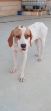 XUSA, Hund, Pointer-Mix in Spanien - Bild 2