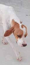 XUSA, Hund, Pointer-Mix in Spanien - Bild 9