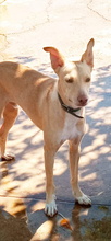 KALANI, Hund, Podenco Andaluz in Spanien - Bild 1