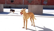 KALANI, Hund, Podenco Andaluz in Spanien - Bild 10