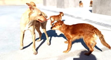 KALANI, Hund, Podenco Andaluz in Spanien - Bild 11