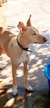 KALANI, Hund, Podenco Andaluz in Spanien - Bild 12