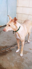 KALANI, Hund, Podenco Andaluz in Spanien - Bild 2