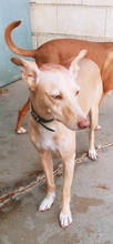 KALANI, Hund, Podenco Andaluz in Spanien - Bild 3