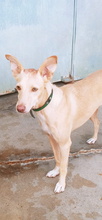 KALANI, Hund, Podenco Andaluz in Spanien - Bild 4