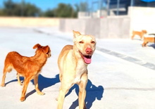 KALANI, Hund, Podenco Andaluz in Spanien - Bild 8