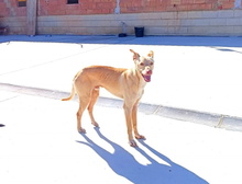 KALANI, Hund, Podenco Andaluz in Spanien - Bild 9