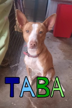 TABA, Hund, Podenco Andaluz in Spanien - Bild 1