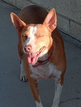 TABA, Hund, Podenco Andaluz in Spanien - Bild 2