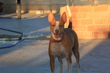 TABA, Hund, Podenco Andaluz in Spanien - Bild 3