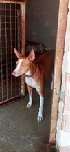 TABA, Hund, Podenco Andaluz in Spanien - Bild 4