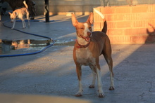 TABA, Hund, Podenco Andaluz in Spanien - Bild 5