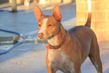 TABA, Hund, Podenco Andaluz in Spanien - Bild 6