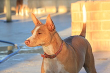 TABA, Hund, Podenco Andaluz in Spanien - Bild 7