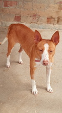 TABA, Hund, Podenco Andaluz in Spanien - Bild 8