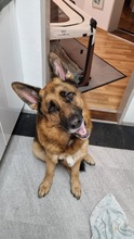 MAXL, Hund, Deutscher Schäferhund in Kissing - Bild 1