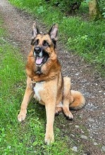 MAXL, Hund, Deutscher Schäferhund in Kissing - Bild 2