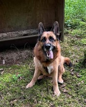 MAXL, Hund, Deutscher Schäferhund in Kissing - Bild 3