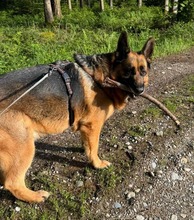 MAXL, Hund, Deutscher Schäferhund in Kissing - Bild 4