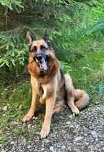 MAXL, Hund, Deutscher Schäferhund in Kissing - Bild 6