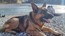 MAXL, Hund, Deutscher Schäferhund in Kissing - Bild 7