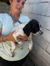 RAPUNZEL, Hund, Pointer-Labrador-Mix in Spanien - Bild 4