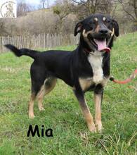 MIA, Hund, Mischlingshund in Bosnien und Herzegowina