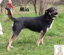 MIA, Hund, Mischlingshund in Bosnien und Herzegowina - Bild 2