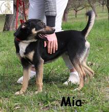 MIA, Hund, Mischlingshund in Bosnien und Herzegowina - Bild 3