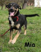 MIA, Hund, Mischlingshund in Bosnien und Herzegowina - Bild 4