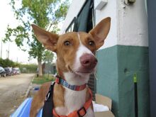 BABOR, Hund, Podenco in Spanien - Bild 2