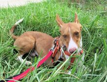 BABOR, Hund, Podenco in Spanien - Bild 5