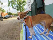 BABOR, Hund, Podenco in Spanien - Bild 6