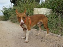 BABOR, Hund, Podenco in Spanien - Bild 7