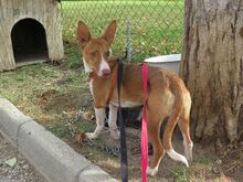 BABOR, Hund, Podenco in Spanien - Bild 8