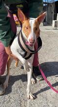 VICTORIA, Hund, Podenco in Spanien - Bild 2