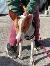 VICTORIA, Hund, Podenco in Spanien - Bild 3