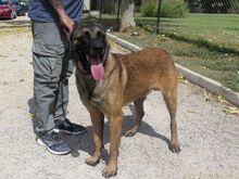 COYOTE, Hund, Malinois-Mix in Spanien - Bild 1