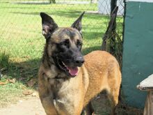 COYOTE, Hund, Malinois-Mix in Spanien - Bild 2